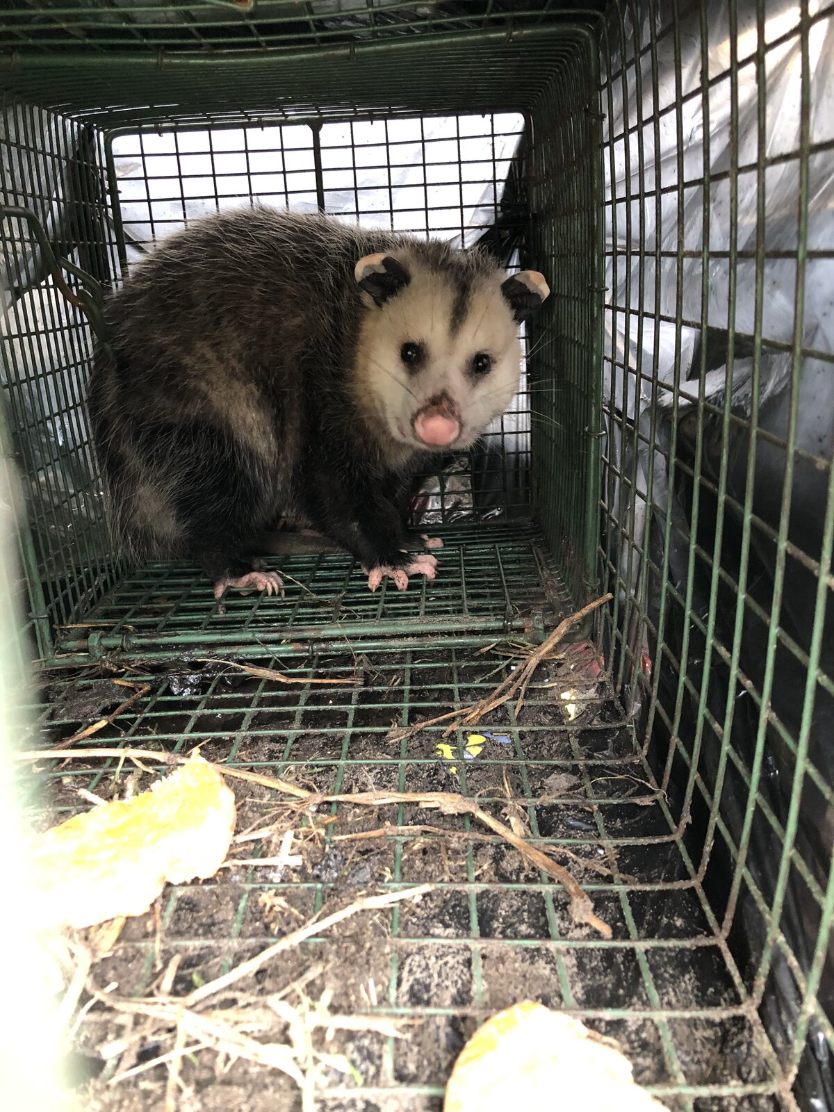 Emergency Wildlife Calls: What to Expect